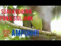 Download Lagu Suara Burung punai siul jawa. ampuh langsung datang❗❗❗❗