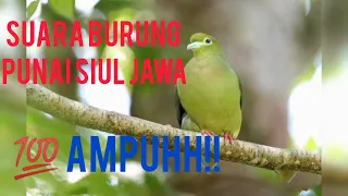 Download Suara Burung punai siul jawa. ampuh langsung datang❗❗❗❗ MP3