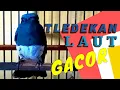 Download Lagu Tledekan Laut Gacor Isian
