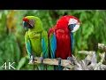 Download Lagu (4K) Breathtaking Colorful Birds of the Rainforest 2 Wildlife Nature Film + Jungle Sounds 90 Minutes