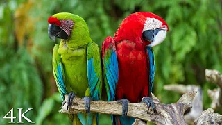 4K Breathtaking Colorful Birds Of The Rainforest 2 Wildlife Nature Film Jungle Sounds 90 Minutes 