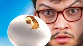 فقست بيض من المتجر دندنها