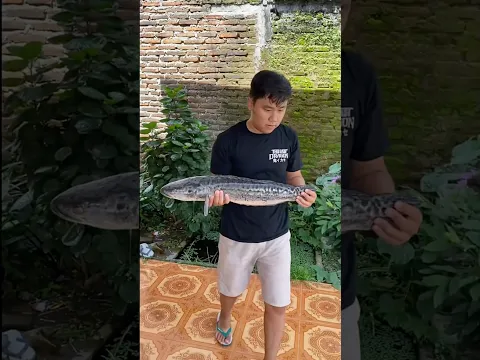 Ikan Toman Monster 1 Meter Ku Mati #toman #lele #menemukanikan #mati #predator #monster #sedih