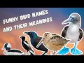Funny Bird Names Exploring the Etymology of Bird Names Part 1
