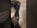 Cheval hermaphrodite Incroyable et on va bien le soigner