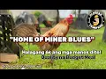 Download Lagu MERON PA PALANG GANITONG LAHI