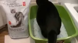 Best Cat Litter to buy Silica Crystals Review