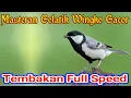 Download Lagu Masteran Suara Gelatik Wingko Gacor Dengan Suara Air Mengalir