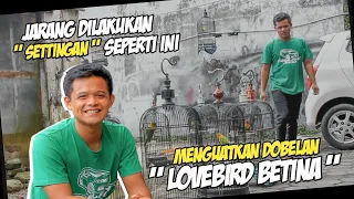 Download DUA POINT PENTING MENGELUARKAN DOBELAN LOVEBIRD BETINA | NOVI BANJARNEGARA MP3