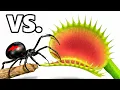 Download Lagu Black Widow vs. Venus Fly Trap