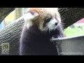 Red Panda Cub Rowan 3 months