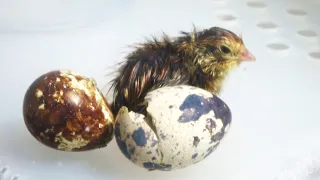 A chick hatched from the egg I bought at the supermarket.