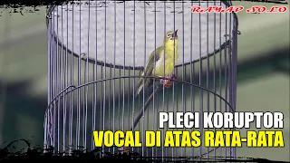 Download PLECI KORUPTOR VOCAL DI ATAS RATA-RATA MP3