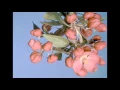 Flowers Blooming Botanical Timelapse