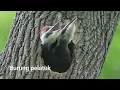 Download Lagu anak burung pelatuk memanggil induknya karena lapar !!