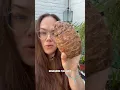 Download Lagu Have you tried growing Taro corms into Colocasia plants?! I love that this actually worked #taro