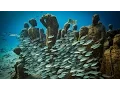 An underwater art museum teeming with life Jason deCaires Taylor