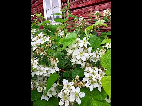 Kukkivat vatukat ja ruusut