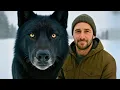 Download Lagu He Rescued a 'Puppy' From a Blizzard. It Grew Into Something Terrifying