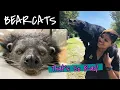 Do Bearcats Smell like POPCORN That s So Rad