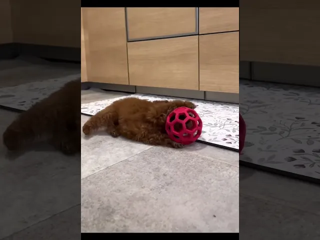動画