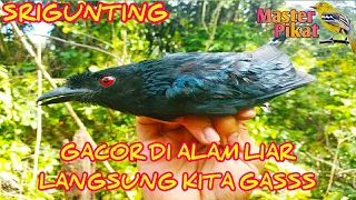 lagi pikat srigunting yang sangat gacor di alam liar