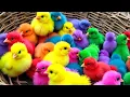 Lagu Ayam Lucu, ayam warna warni, ayam rainbow, kelinci lucu, bebek lucu, ikan koi, Hewan Lucu 01