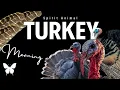 Turkey Spirit Animal Turkey Spirit Guide Turkey Symbolism Turkey Totem