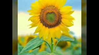 فضل شاكر مخصمني بقالة مدة 