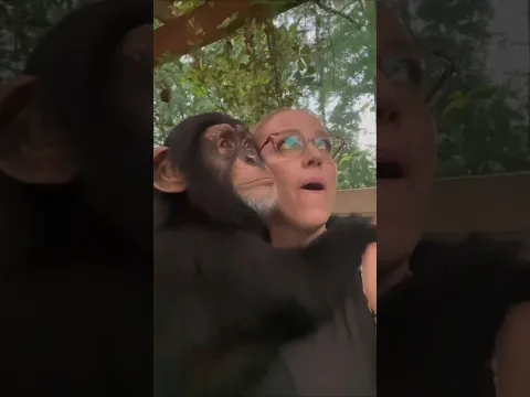 #thunder #lighting #storm #cute #chimp