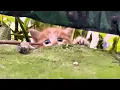 Download Lagu Ik vond drie hulpeloze kittens die probeerden te overleven op de vuilstortplaats, en alles verand...