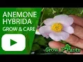 Download Lagu Anemone hybrida - grow \u0026 care (Windflower)