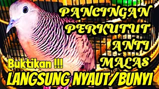 Download Perkutut Lokal Gacor Biang Pancingan Tercepat Semua Perkutut Langsung Bunyi MP3