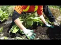 How to transplant a hosta
