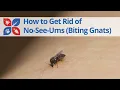 How to Get Rid of No-see-ums Biting Flies or Midges DoMyOwn com