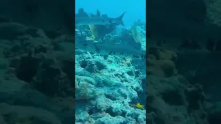 Barracuda Cleaning Station: These guys are waiting to have their gills cleaned.