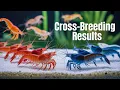 Download Lagu I Spent 5 Years BREEDING My Red Rili Shrimp Line