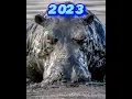 Lagu Hippopotamus 🦛2023 vs 5000 bce | monster  hippo  #lion  #short #video