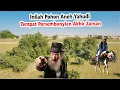 Download Lagu inilah Pohon Aneh Tempat Kaum Yahudi Bersembunyi di Akhir Zaman