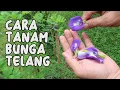 Download Lagu CARA MENANAM BUNGA TELANG (BUTTERFLY PEA)