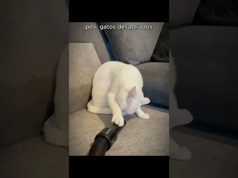 pov: gatos desastrados PARTE 1 KKKKK 😂😂😂 | #meme #gato #pov #engraçado #funny