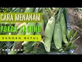 Lagu CARA MENANAM POKOK JAGUNG
