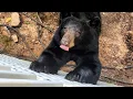 Bear Ruby Lovable Goofball