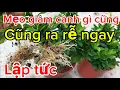 Download Lagu Chỉ cần làm cách này giâm cành gì cũng sống ra rễ rất nhiều ít người biết