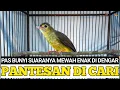 Download Lagu PANTESAN DI CARI BURUNG INI ! KALAU SUDAH BUNYI SUARANYA MEWAH ! ENAK DI DENGAR