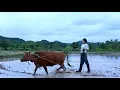 Download Lagu （ maimai wine） 农忙时节，围一块儿喝点家酿啤酒消暑又解馋丨Liziqi Channel