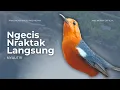 Download Lagu LANGSUNG NYAUT 10000 % ‼️ ANIS MERAH MACET BUNYI JIKA DENGAR SUARA INI PASTI NYAUT LANJUT GACOR | 12