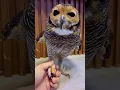 Download Lagu Dasar Bibib tukang bohong!!😡😭 #cute #funnyanimals #funnyvideo #cat #pets #owl #animals