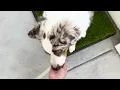 How To Train Your Dog To Use Fresh Patch