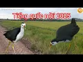 Download Lagu Tiếng chim quốc mồi 2025 - không tập âm chuẩn file mp3